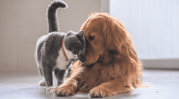 Домашние животные: психологическая польза и ответственность