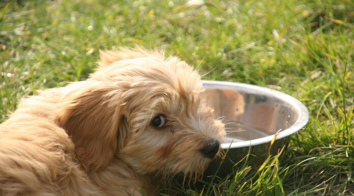 Домашні улюбленці: як доглядати за тваринами в спеку